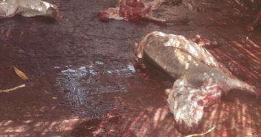بعد صدور تقرير يؤكد ذبح 23 ألف حمار بالفيوم خلال عامين.. المواطنون: أكلنا لحوم حمير طول سنتين ولن نثق فى أى لحوم مجهولة المصدر.. وأصحاب المطاعم: الزبائن ستهرب من محلاتنا ومحاسبة المسئولين أمر ضرورى