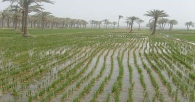 الحكومة تشكل لجنة من الرى والزراعة لتقليل مساحة الأرز لمواجهة نقص المياه.. التخفيض يصل إلى 376 ألف فدان مقارنة بالعام الماضى.. سويلم: سد النهضة ليس السبب الوحيد للترشيد ومصر تعانى فقرا مائيا