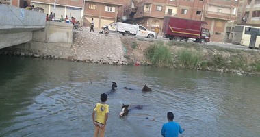 بالصور.. الترعة الوحيدة بالسويس تتحول إلى مكان لاستحمام الحمير والماشية