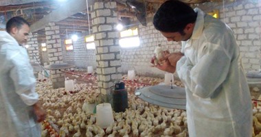 بالصور.. حملات مكثفة للطب البيطرى بسوهاج على المجازر للتحصين ضد الأمراض