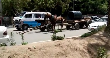 "حى المرج" يحذر من نقل المخلفات ب "عربات الكارو" ويعلن نقلها بأسعار مخفضة