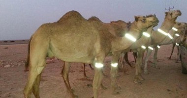 فيروس مميت يظهر فى موريتانيا.. ومخاوف مغربية من التفشى
