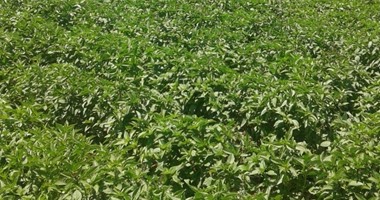 بالصور.. محصول الريحان الزراعة الواعدة بوادى النقرة بأسوان.. المزارعون يناشدون الحكومة توفير ماكينات حصاد وطحن ومعارض للشتلات وحقل إرشادى.. ومساعدتهم لإنشاء مناحل لإفادة النبات والاستفادة منه