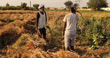 "الزراعة" تنظم غدًا ورشة تدريبية حول تعزيز الأمن الغذائى بالريف 