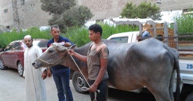 ضبط تشكيل عصابى تخصص فى سرقة الماشية بالمنوفية