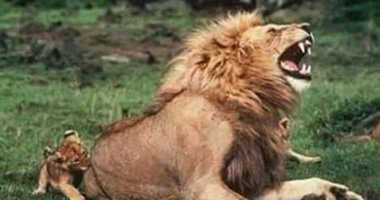 ليون كينج فى الحياة الحقيقية.. يخلق من الكارتون أربعين