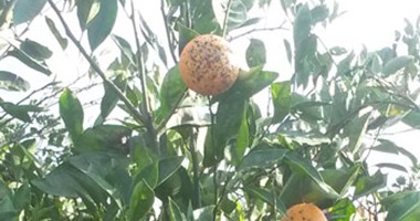 خبير مناخى: موجات الحر تؤثر على الزراعة فى مصر وهذه المحاصيل الأكثر تضررا