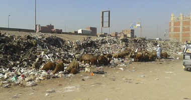 "صحافة المواطن": تلال القمامة تملأ شارع الإخلاص بالطالبية