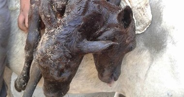 بالصور.. ولادة عجل برأسين فى أسيوط