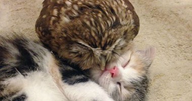 بالصور.. علاقة صداقة نادرة بين قطة وبومة