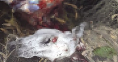 ضبط عاطل وهروب شقيقه لقيامهما بذبح وسلخ ١٠ حمير بكفر الزيات بالغربية