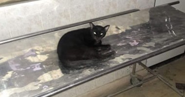 بالفيديو والصور.. كارثة طبية جديدة بالبحيرة.. حميات أبو المطامير خارج الخدمة..والأهالى:الإهمال متعمد ومحاولات لإغلاق المستشفى لعودة أرضها لورثة المتبرع..وكيل الصحة:على جثتى بيع الأرض وسأحاسب المتورطين