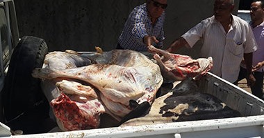 ضبط 575 كيلو لحوم ودواجن فاسدة داخل مطعم بالدقى