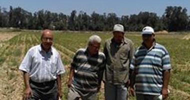 "زراعة الإسكندرية" تتابع حقول زراعة الذرة والطماطم