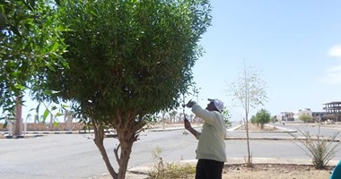 مؤسس "شجرها": زرعنا 500 شجرة مورينجا فى رأس البر