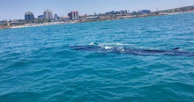 العثور على حوت ضخم طوله 10 أمتار بالقرب من شواطئ تل أبيب