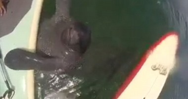 ديلى ميل تنشر مقطعا لـ"خروف بحر" يحاول مصادقة فتاتين فى فلوريدا بأمريكا