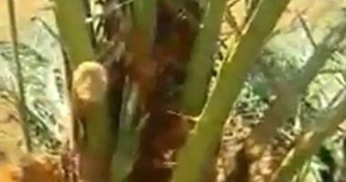 تعرف على خريطة المرحلة الأولى لمبادرة زراعة النخيل بالوادى الجديد بـ200 ألف فدان