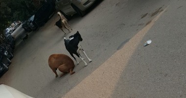 مواطن يستغيث من الكلاب الضالة بحى المعادى
