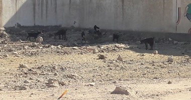 بالفيديو والصور.."اليوم السابع" يرصد كارثة مدرسة عزبة غزال بالبحيرة بعد تحولها إلى حظيرة مواشى..الأهالى: المدرسة تخدم 9 قرى.. الطلاب يذهبون للمدرسة البديلة على بعد  7كيلومترات بواسطة عربات نقل الماشية
