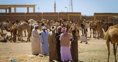 سوق الجمال فى شلاتين.. التجارة شطارة