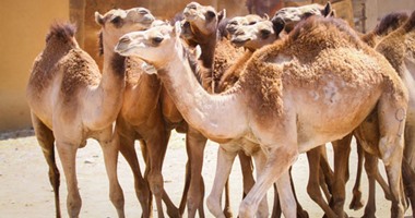الحجر البيطرى بأسوان يستقبل 1800 رأس من الجمال الواردة من السودان