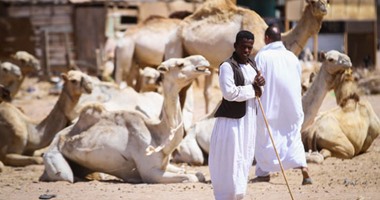 التجارة شطارة.. سوق جمال الشلاتين علامة تجارية دولية على أرض مصرية.. باب رزق قبيلة الرشايدة.. تأتى الهجن إليه سيرا من السودان.. وتزداد حركة البيع والشراء به فى الشتاء.. وعلامات خاصة تدل على ملكيتها