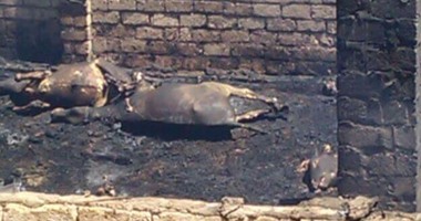 نفوق 25 رأس ماشية بحريق مزرعة بقرية ميت دمسيس بالدقهلية