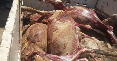 ضبط مواطن يذبح الحمير ويبيع جلودها للمواطنيين بالمنيا