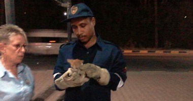 بالفيديو.. الحماية المدنية بالغردقة تنقذ "قطة" من حفرة تحت عامود كهرباء