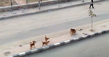  بالفيديو.. الكلاب الضالة ترعب أهالى ميدان الفاروق بالمقطم