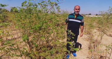 مزارعو المورينجا: تعالج 300 مرض وتحقق عائد اقتصادى كبير