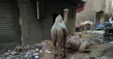 بالصور.. استغاثة لمحافظ القليوبية لنقل زرائب الجِمال من شارع الأجهورى 