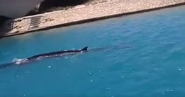 وزير البيئة لـ"اليوم السابع": ظهور حوت فى مارينا يؤكد نظافة مياه شواطئ مصر وسنوجهه لأعالى البحار.. خالد فهمى يطمئن المصطافين: لا يمثل خطرا.. ومسئول بالوزارة يناشد المواطنين عدم قذفه بالطوب