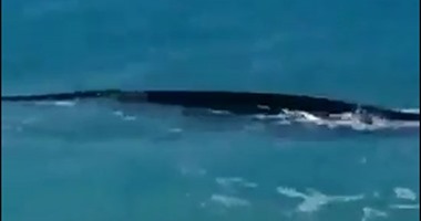 "البيئة" وعلوم البحار يدرسان إمكانية ظهور كائنات بحرية بمنطقة رؤية حوت مارينا