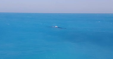 "البيئة": عمليات تتبع حوت مارينا تنتهى غدا.. وغرفة تلقى البلاغات مستمرة