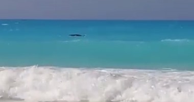 "البيئة": نواصل تتبع حوت مارينا ولا بلاغات جديدة من مواطنين برؤيته