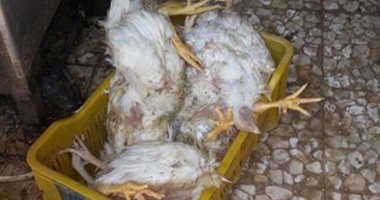 رومانيا تعلن اكتشاف حالة إصابة بفيروس أنفلونزا الطيور إتش5إن8