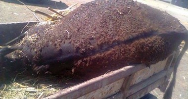  العثور على أبقار نافقة بالقناطر الخيرية والطب البيطرى يؤكد ذبحها بعد نفوقها
