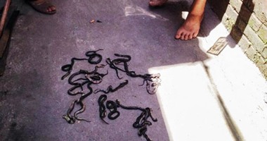اكتشاف ثعابين بعيون قط فى شمال مدغشقر
