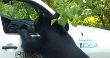 بالصور.. "حماته بتحبه".. دب يقتحم شاحنة عمال ويأكل غداء الجميع