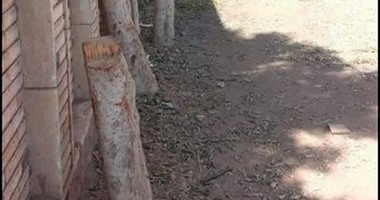 صحافة المواطن.. شكوى من تقطيع الأشجار بقرية هلا فى ميت غمر بالدقهلية