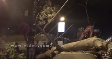 توقف حركة المرور فى الزمالك بسبب سقوط شجرة