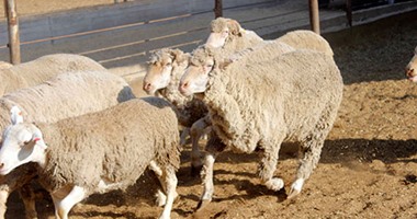 بالفيديو والصور.. جمعية "مواطنون ضد الغلاء" تعلن تضامنها مع حملة "بلاها لحمة".. وتؤكد: عرض كيلو الخروف بـ27 جنيهاً.. ورئيس الجمعية: 75 ألف رأس غنم أسترالى كأضحية أو لحوم مذبوحة بأسعار مخفضة