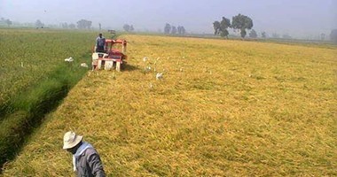 تعرف على عقوبة زراعة الأرز فى المناطق المحظورة وغرامة تبديد المياه