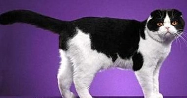 بالصور.. أغرب سلالات القطط حول العالم..  American Curlقصير الذيل.. وElf Cat القط الأصلع.. Manx معدوم الذيل..  American Ringtailذو الذيل الدائرى.. وEgyptia Mau القط الفرعونى