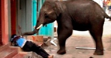 فيل يدهس مؤسس "دار رعاية الأفيال المسنين" بولاية ماين الأمريكية
