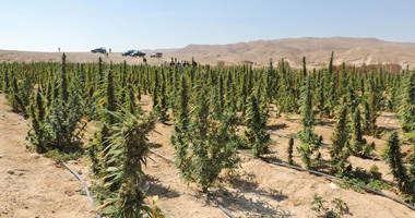 مكافحة المخدرات تنجح فى إبادة 13مزرعة بانجو وخشخاش وضبط طن ونصف بانجو