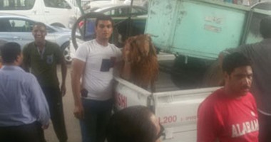 بالصور.. خرفان وشباشب فى حملة إشغالات موسعة بميدان الجيزة