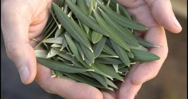 لو ضغطك عالى خفضه بورق الزيتون وإكليل البحر